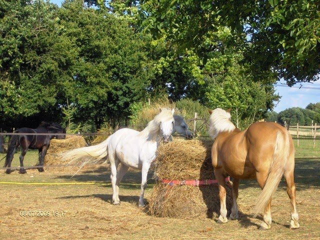 Ecurie de l'aiguille - photo 2