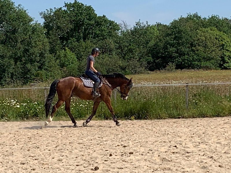 Ecuries de la Muserolle - photo 2