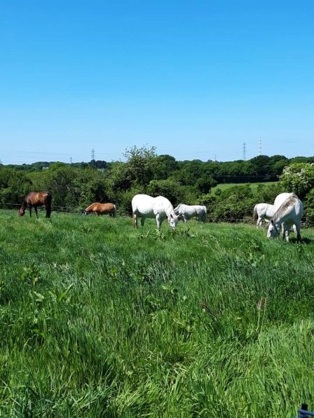 Ecurie d'Autretemps - photo 3