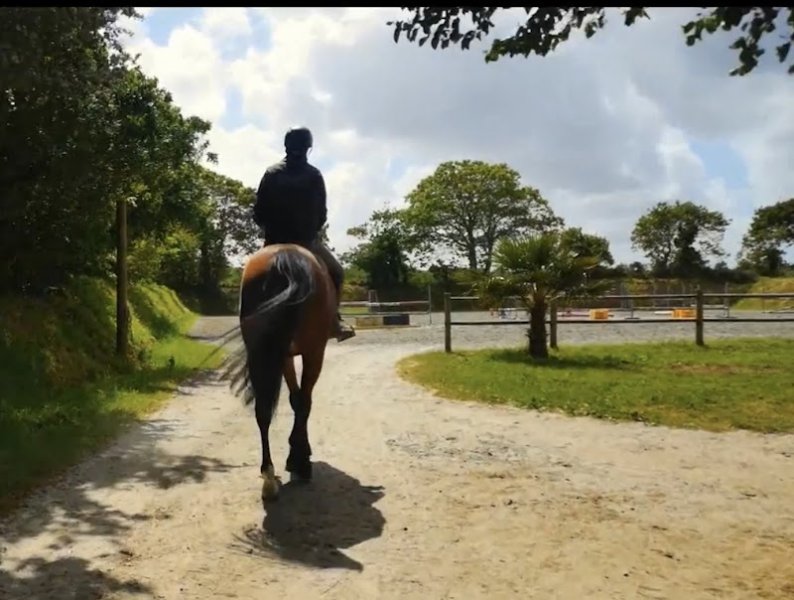 Ecurie Pascal Maltret - Chevaux de sport - photo 2