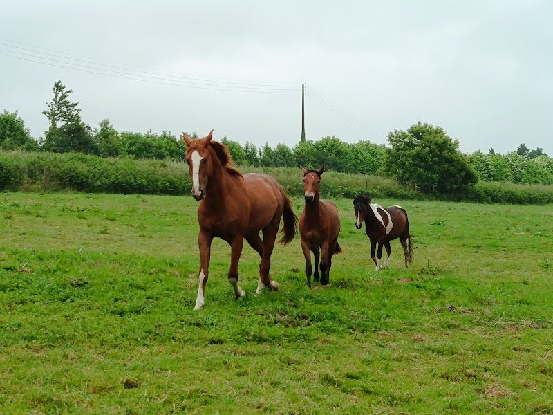 Les Ecuries D'Aimie - photo 2