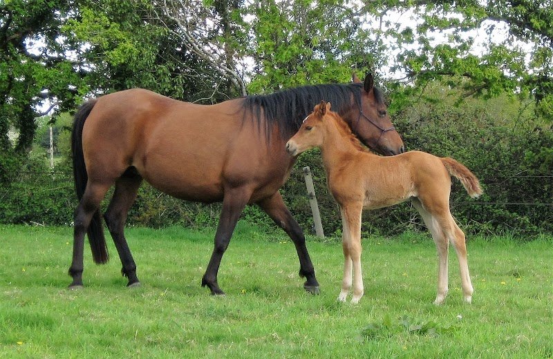 les chevaux de penhoat - photo 1