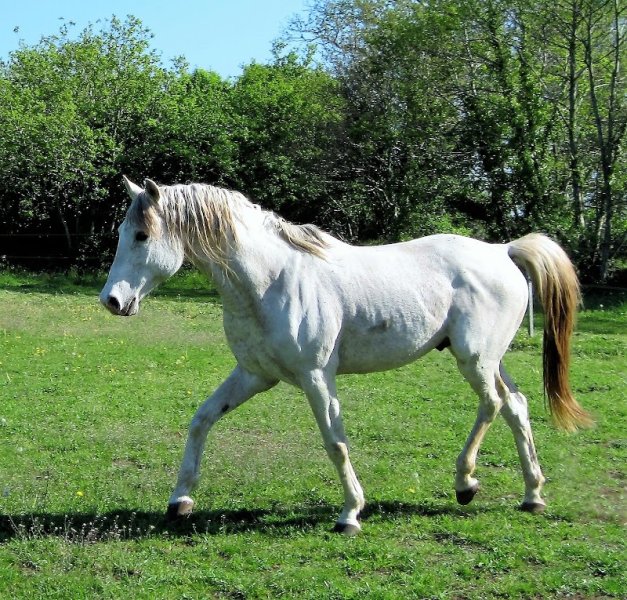 les chevaux de penhoat - photo 3
