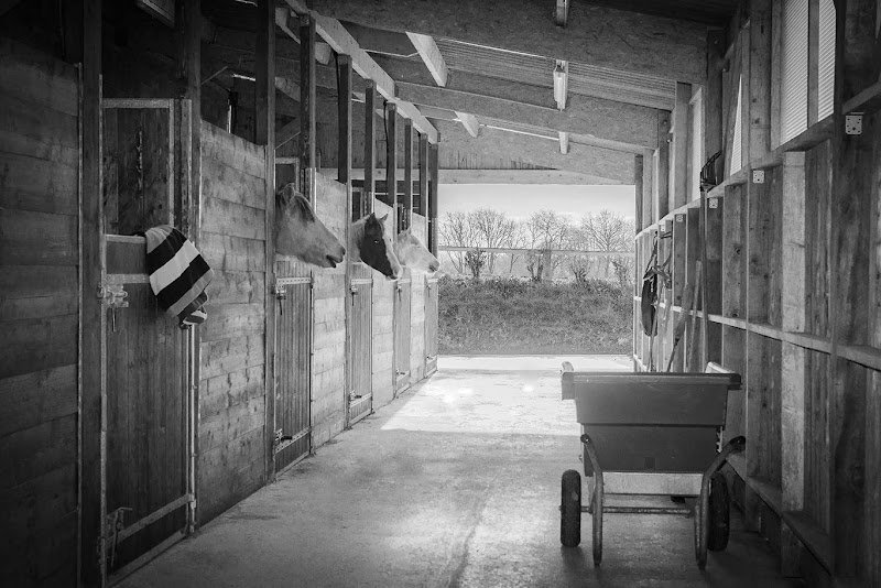 Haras de la Mer Blanche - photo 2