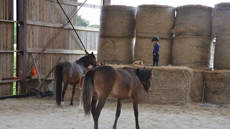 Le Petit Haras d'Aven