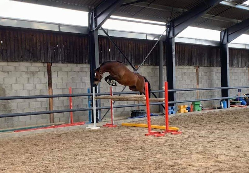 Le Petit Haras d'Aven - photo 3