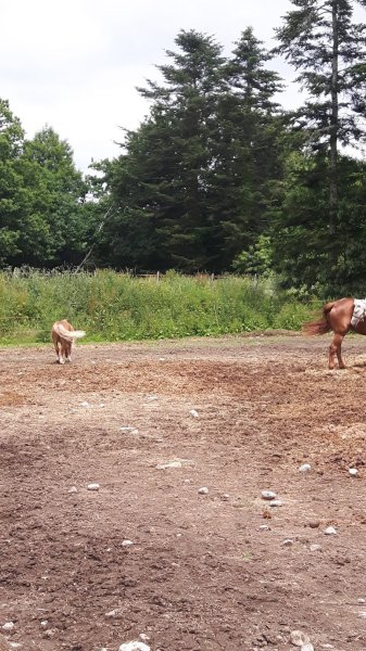 Haras de Kergueral - photo 3