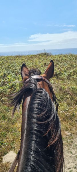 les poneys de kerougar - photo 2