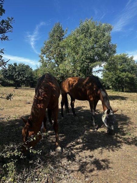 les poneys de kerougar - photo 3