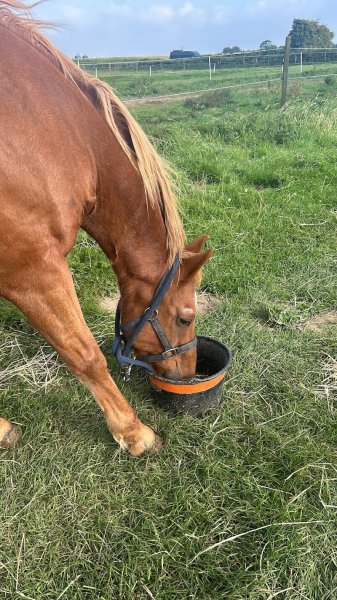 Pension Les Paturages - photo 1