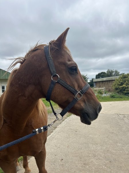 Pension Les Paturages - photo 3