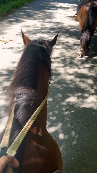 Centre équestre de Traon Elorn - photo 2