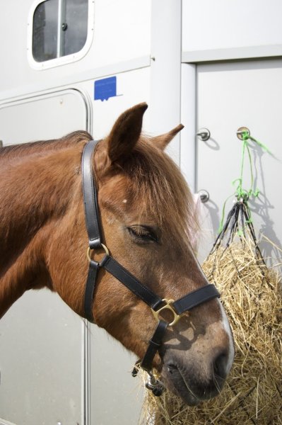 CercleHippique de Coat Congar - photo 1