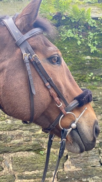 CercleHippique de Coat Congar - photo 2