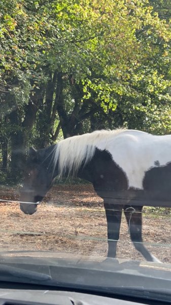 CercleHippique de Coat Congar - photo 3