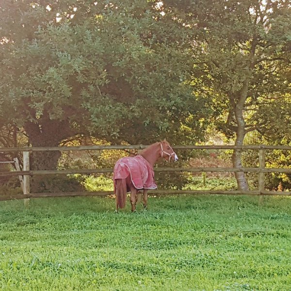 Écuries La ferme de Lanvern ( pension chevaux) - photo 3