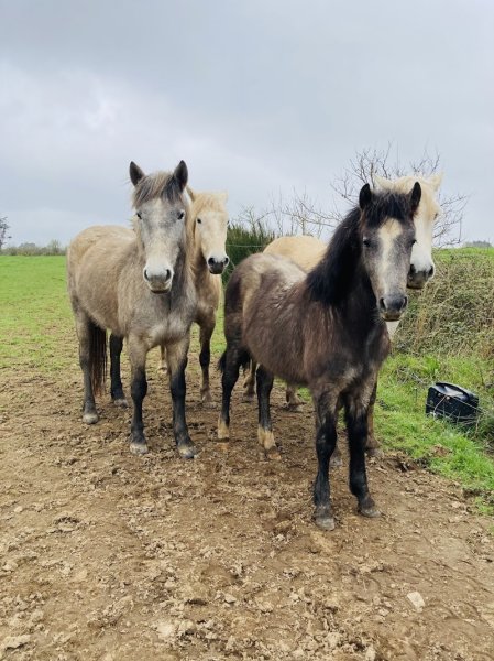 ECURIE TY MARC H - photo 1