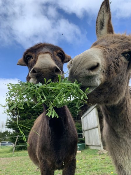 Esprit Cheval - photo 3