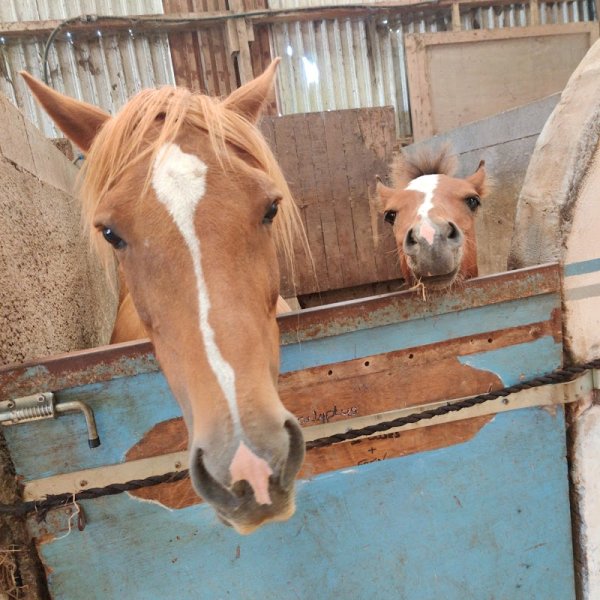 Poney Club du Mengam - photo 1