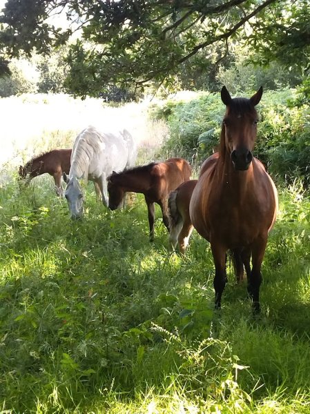 Écuries de Milin Avel - photo 1