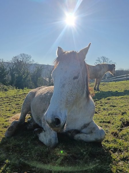 Association Cheval Émoi - photo 1