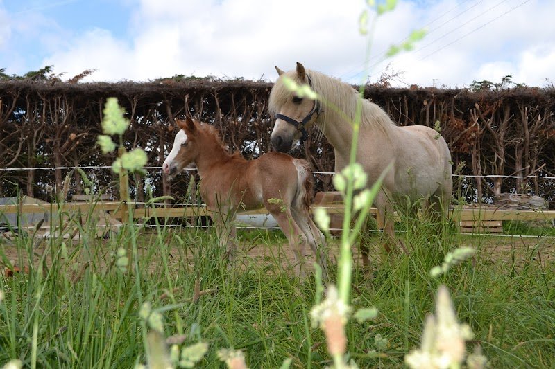 Centre équestre de Plouider - photo 1