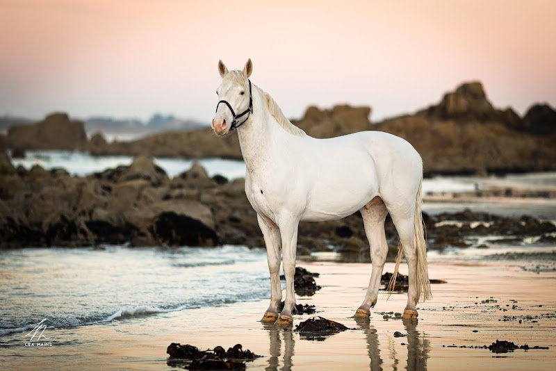Centre équestre de Plouider - photo 2