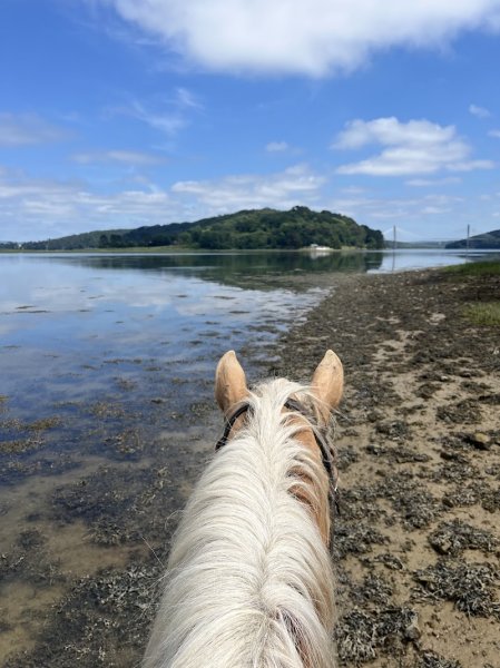 FERME EQUESTRE PONEY CLUB - photo 2