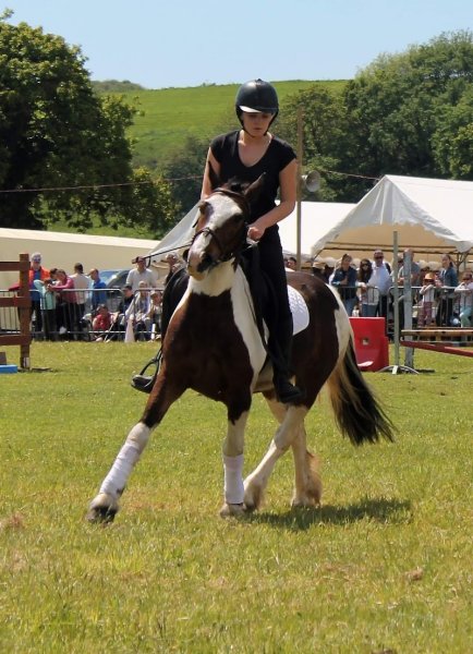 ecurie de kergounezoc - photo 2