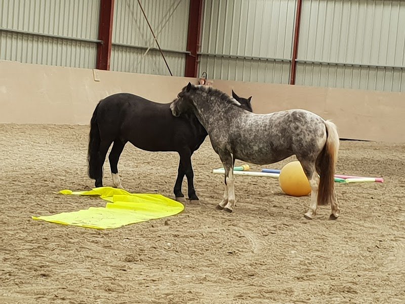 ecurie de kergounezoc - photo 3