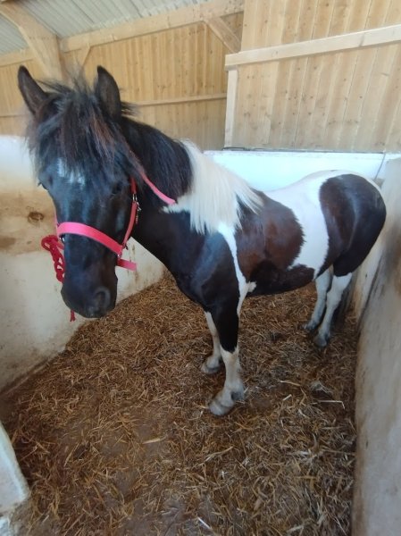 Breizh Empreinte Equestre B.E.E (anciennement Les Galopins) - photo 2