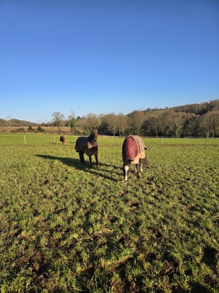 Haras d'Halwiry - photo 1