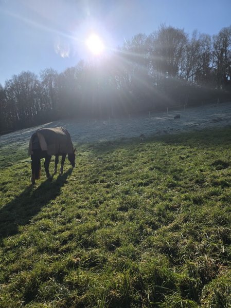 Haras d'Halwiry - photo 3