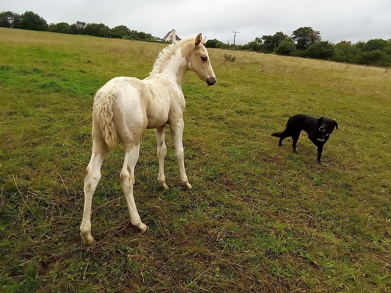 Écurie de Pennalé - photo 3