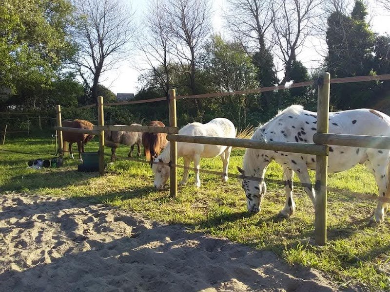 Écuries brioloc'h, pension, gîtes Plomeur Pointe de la Torche - photo 3