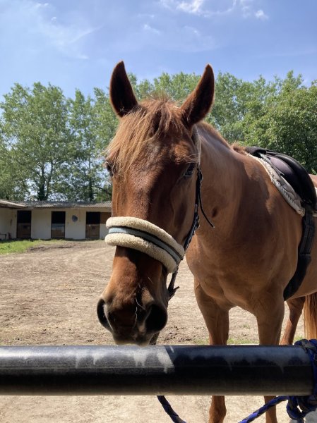 Centre Equestre de la Torche - photo 2