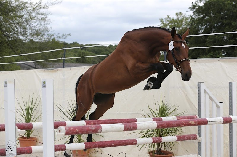 Écurie du Belon - photo 1