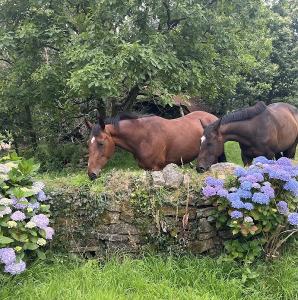 Écurie du Belon - photo 2