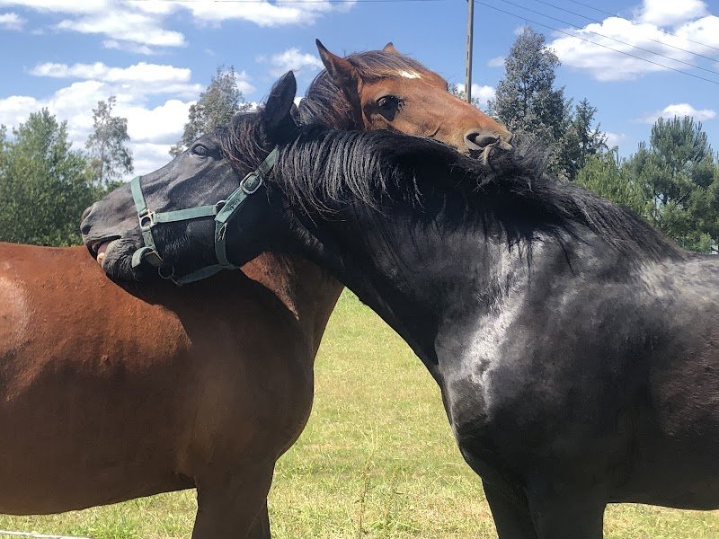Centre Équestre Ethoetoi - photo 2