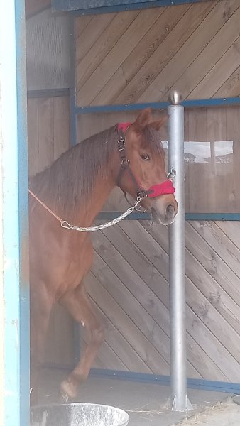 Poney-club Blue Nash