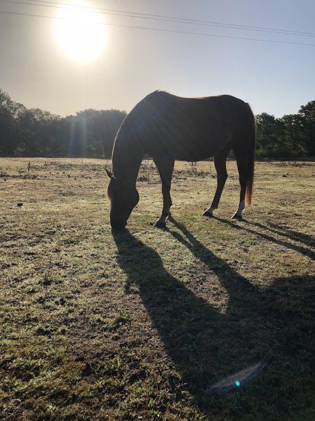 Les écuries de lezevry - photo 1