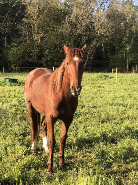 Gite Equestre Du Dourdu - photo 2