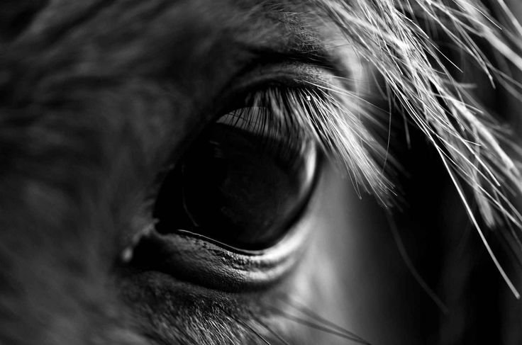 Cheval Émergence Lalande Hélène Equithérapie