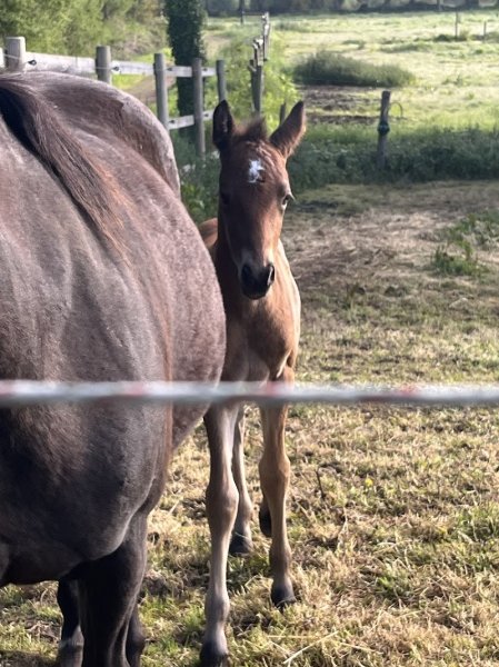 Les Ecuries Des Trois Allures - photo 2