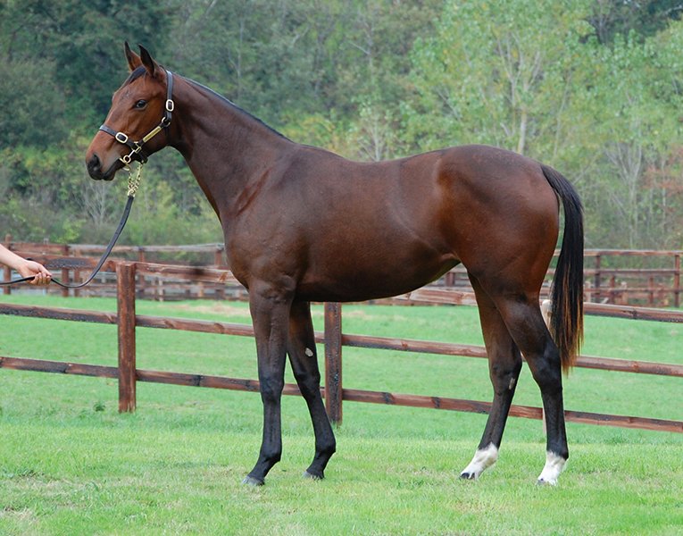 Haras d'Edern - Elevage de Chevaux de Course Pur Sang / Quimper - Finistère - Bretagne
