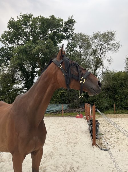 Ecurie de L'Ellez - photo 1