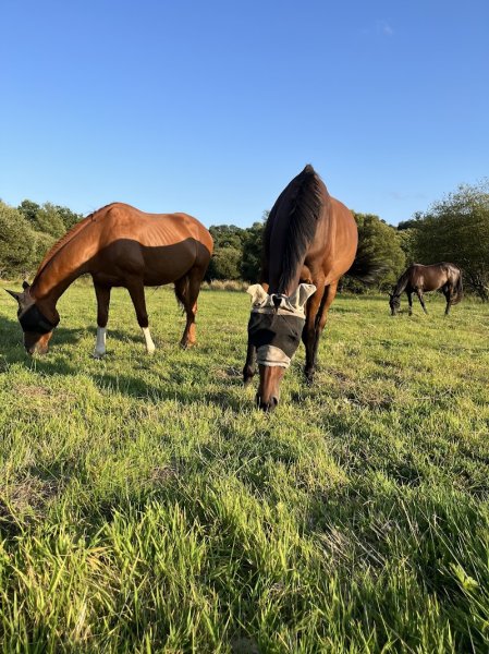 Ecurie de L'Ellez - photo 2