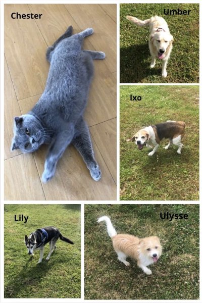 La Pension des 4 pattes