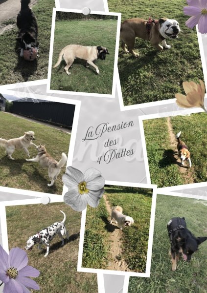 La Pension des 4 pattes - photo 2