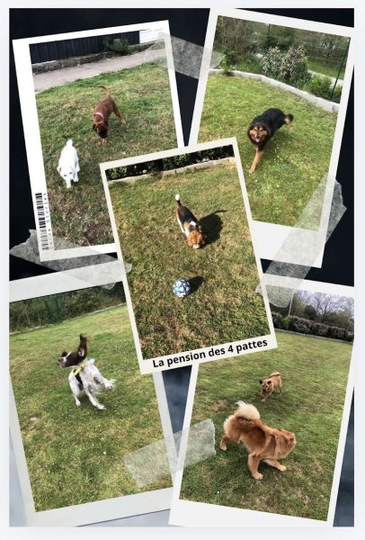 La Pension des 4 pattes - photo 3